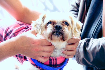 cute sick dog waiting for the vet