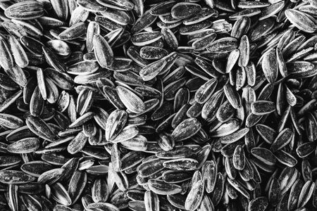 Close up of sunflower seeds for background. Black and white.の写真素材
