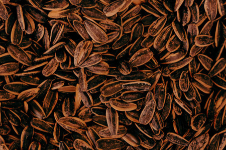 Sunflower seeds background. Close-up of sunflower seeds. top view