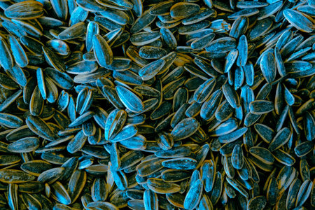 Sunflower seeds background. Close up of sunflower seeds background.