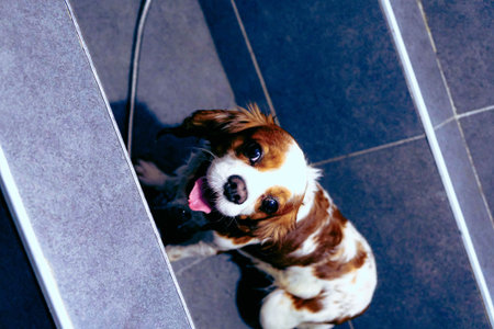 cute dog