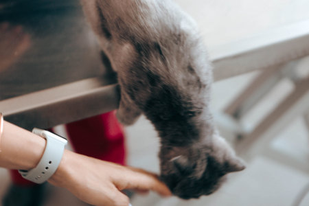 cute sick cat waiting for the vetの写真素材