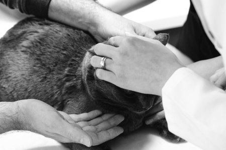 sick cat waiting for the vetの写真素材