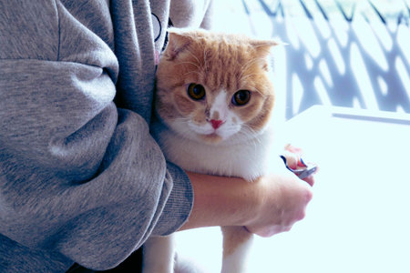 cute cat waiting for the vet