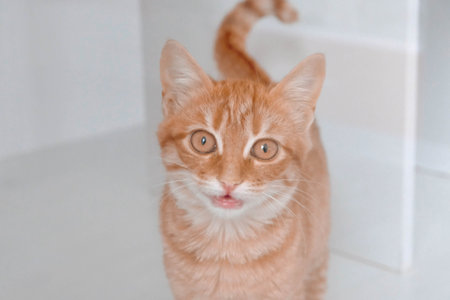 cute catの写真素材