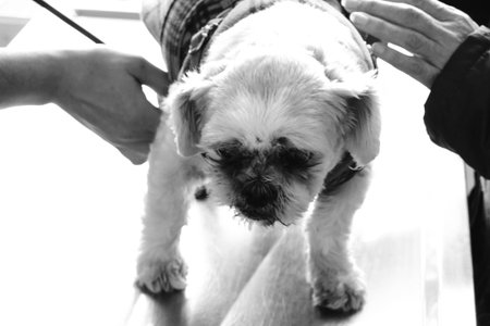 cute sick dog waiting for the vet