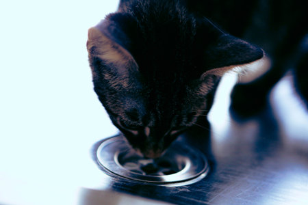 cute sick cat waiting for the vetの写真素材