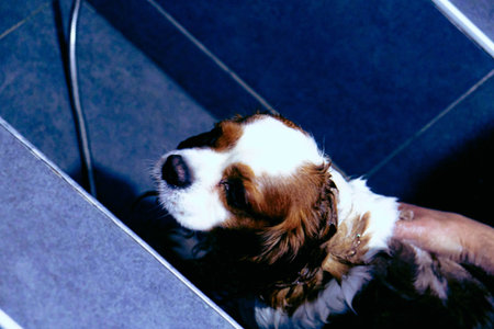 cute sick dog waiting for the vet