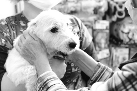 cute sick dog waiting for the vetの写真素材