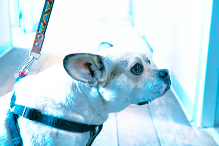 cute dog waitingの写真素材