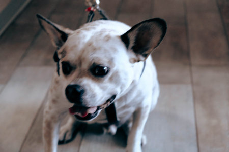 cute sick dog waiting for the vet