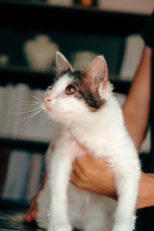 cute sick cat waiting for the vet