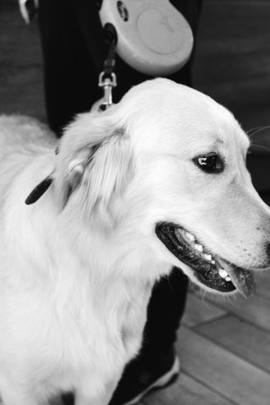 cute dog