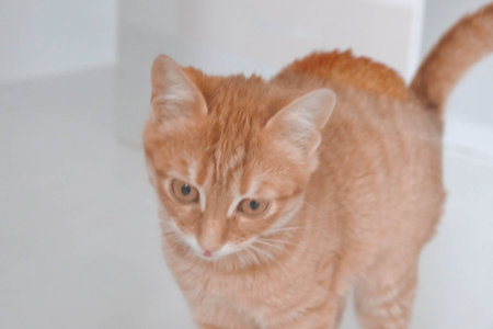 cute sick cat waiting for the vetの写真素材