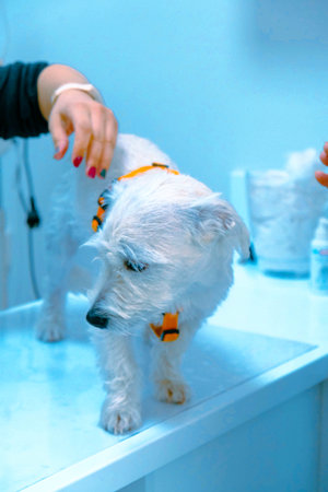 cute dog waiting for the vetの写真素材