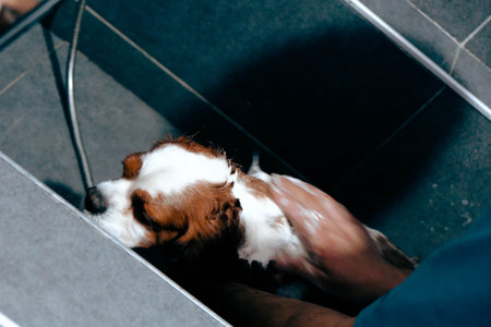 cute dog waitingの写真素材