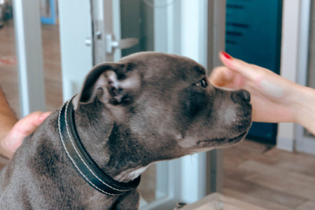 cute sick dog waiting for the vetの写真素材