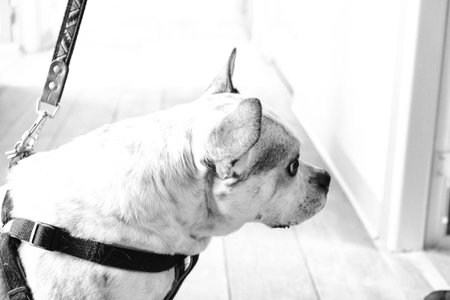 cute sick dog waiting for the vetの写真素材