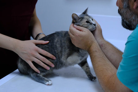 cute sick cat waiting for the vet