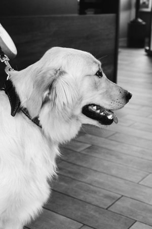 cute dog waiting