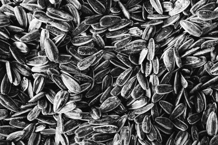 Close up of sunflower seeds. Black and white background. top viewの写真素材
