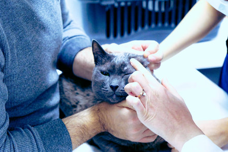 cute cat waiting for the vet