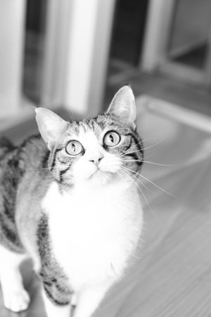 cute cat waiting for the vet