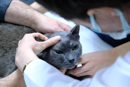 cute sick cat waiting for the vet