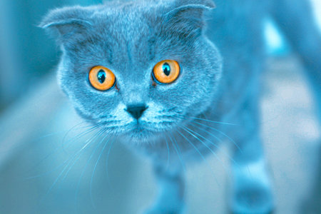 cute sick cat waiting for the vetの写真素材