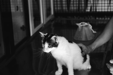 sick cat waiting for the vet