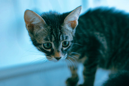 sick cat waiting for the vetの写真素材