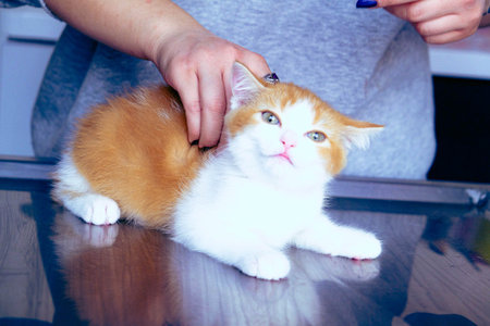 cute cat
