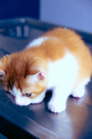 cute cat