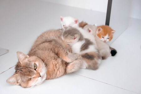 cute catの写真素材