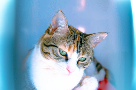 sick cat waiting for the vetの写真素材