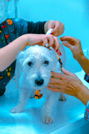 cute dog waiting for the vet