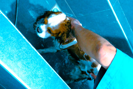 cute sick dog waiting for the vetの写真素材