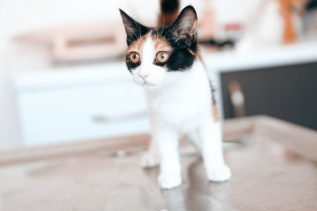 cute cat waiting for the vetの写真素材