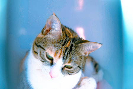 cute cat waiting for the vet