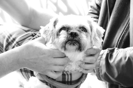 cute sick dog waiting for the vetの写真素材