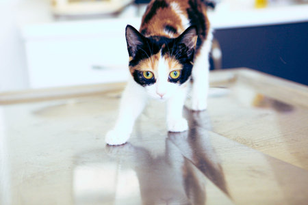 cute catの写真素材