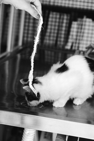 cute cat drinking waterの写真素材