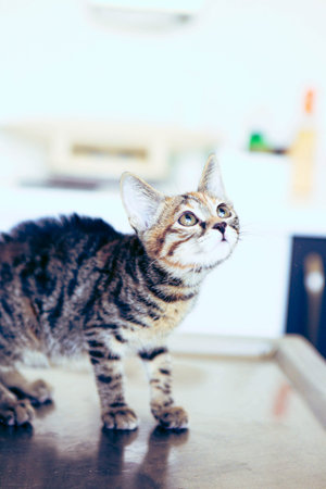 cute cat waiting for the vet