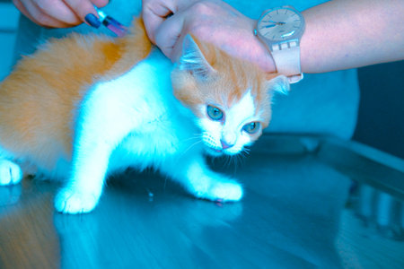 cute cat at the vetの写真素材