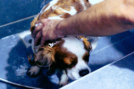 cute dog waiting