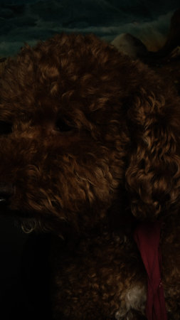 cute dog waiting