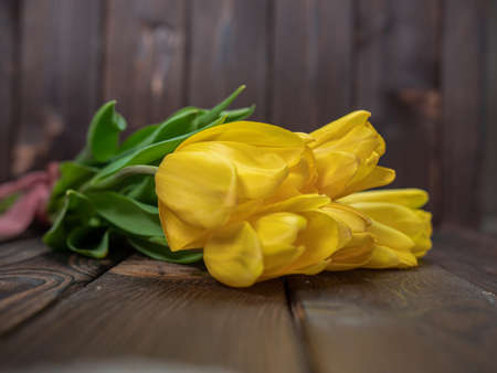 Yellow tulips lie on a wooden rustic table. Spring holidays concept background and mother day.の写真素材