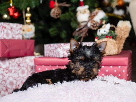 A gift for the new year. A Yorkshire terrier puppy under a Christmas tree.の写真素材