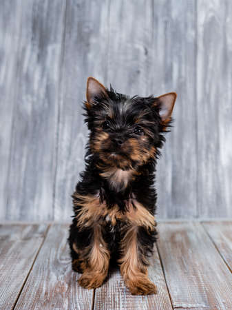 Cute Yorkshire Terrier puppy looking at the camera sitting on a grey backgroundの写真素材