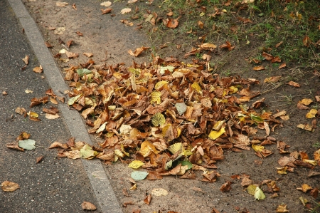 Dry autumn leavesの写真素材